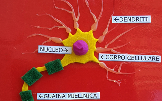 Foto del neurone costruito per la comprensione tattile